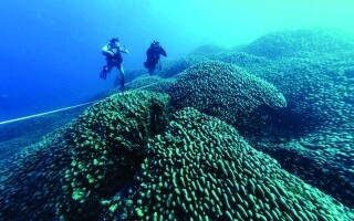 Discovery of the Largest Coral in the World